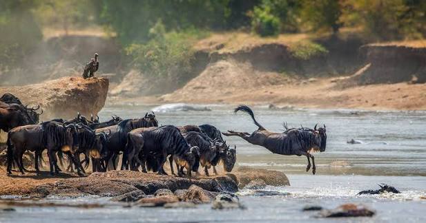 Ngorongoro Crater Tour